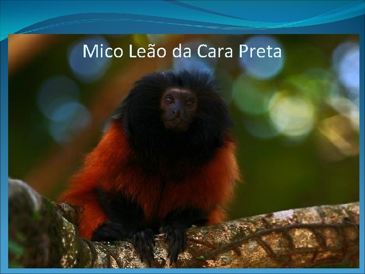 Mico Leão da Cara Preta 