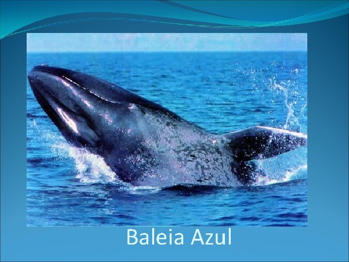 Baleia Azul 