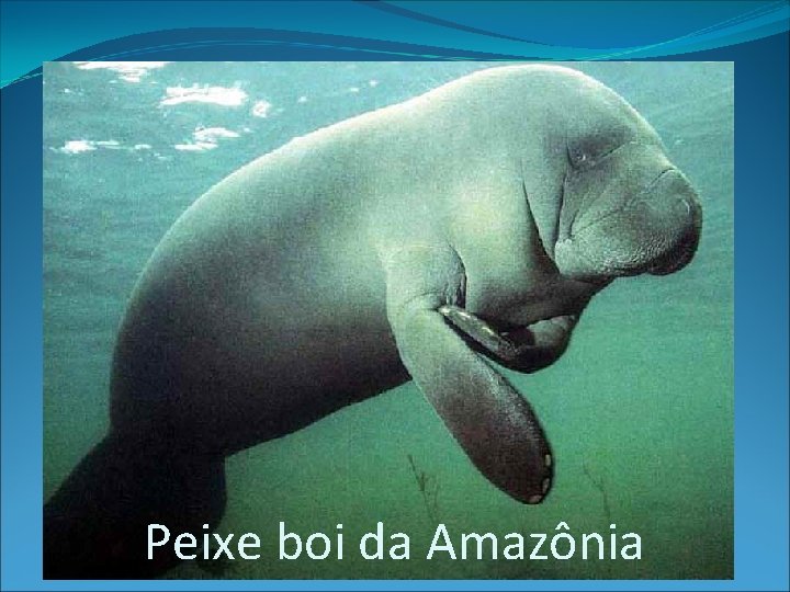 Peixe boi da Amazônia 