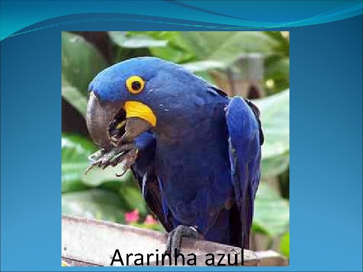 Ararinha azul 