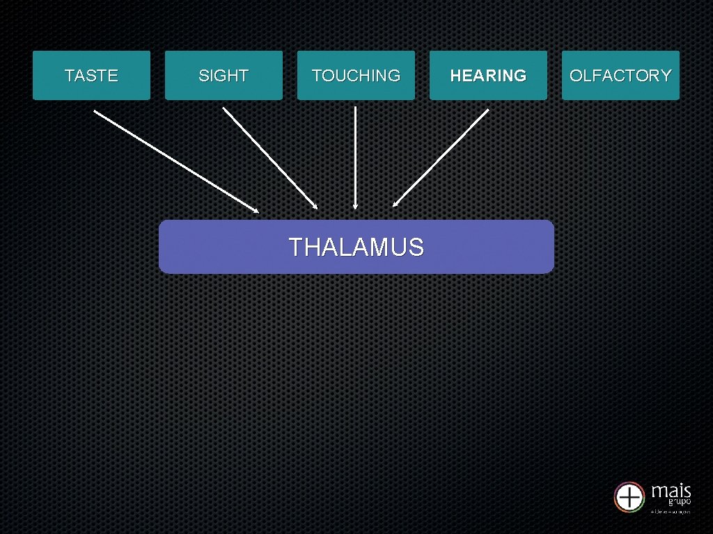 TASTE SIGHT TOUCHING THALAMUS HEARING OLFACTORY 