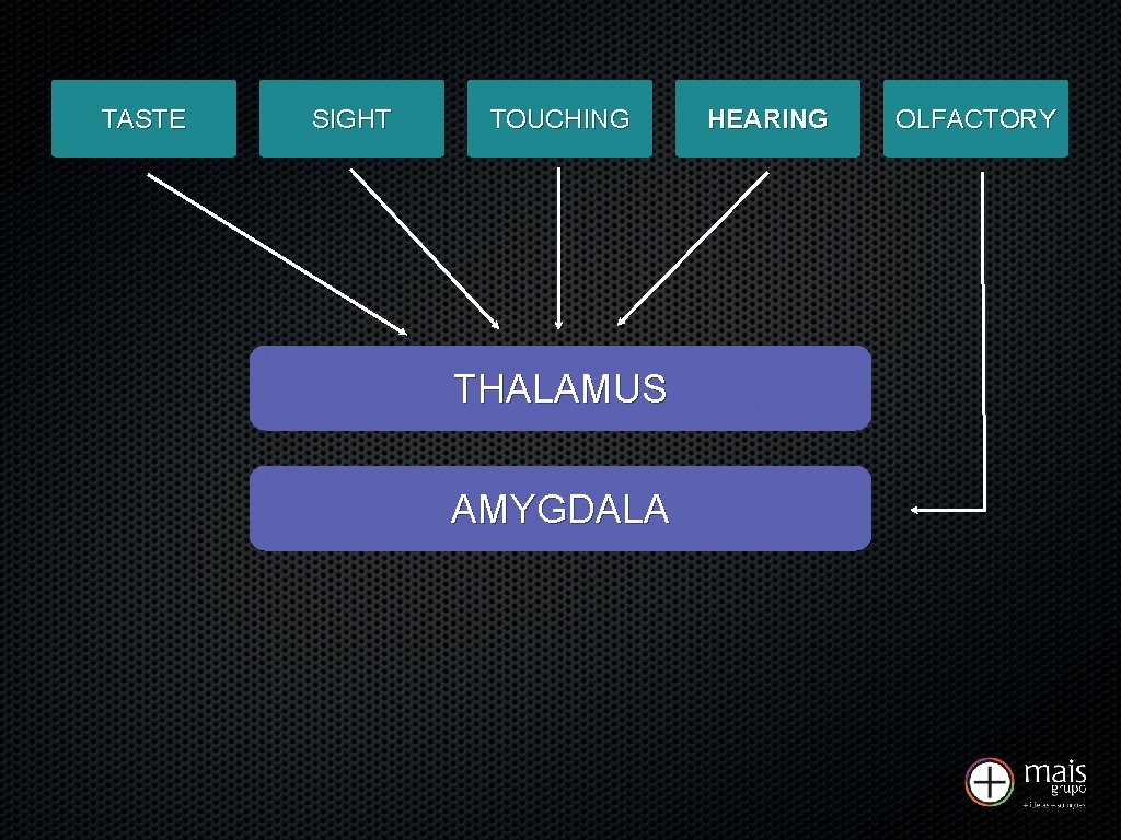 TASTE SIGHT TOUCHING THALAMUS AMYGDALA HEARING OLFACTORY 
