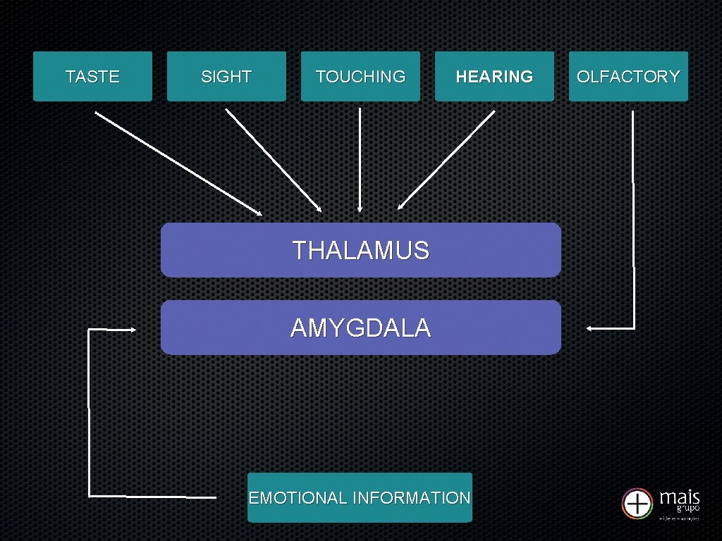TASTE SIGHT TOUCHING HEARING THALAMUS AMYGDALA EMOTIONAL INFORMATION OLFACTORY 