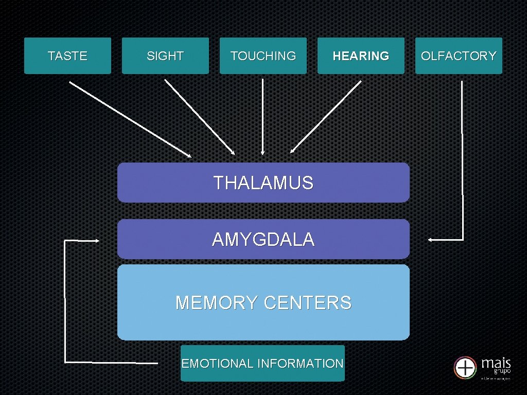 TASTE SIGHT TOUCHING HEARING THALAMUS AMYGDALA MEMORY CENTERS EMOTIONAL INFORMATION OLFACTORY 