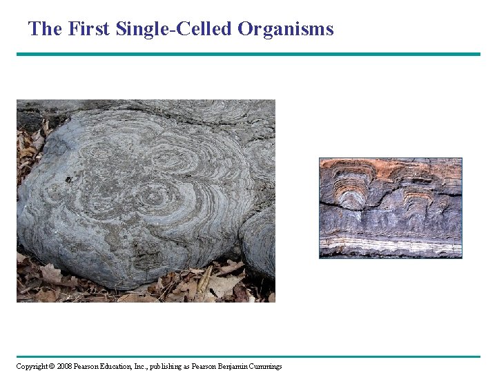 The First Single-Celled Organisms Copyright © 2008 Pearson Education, Inc. , publishing as Pearson