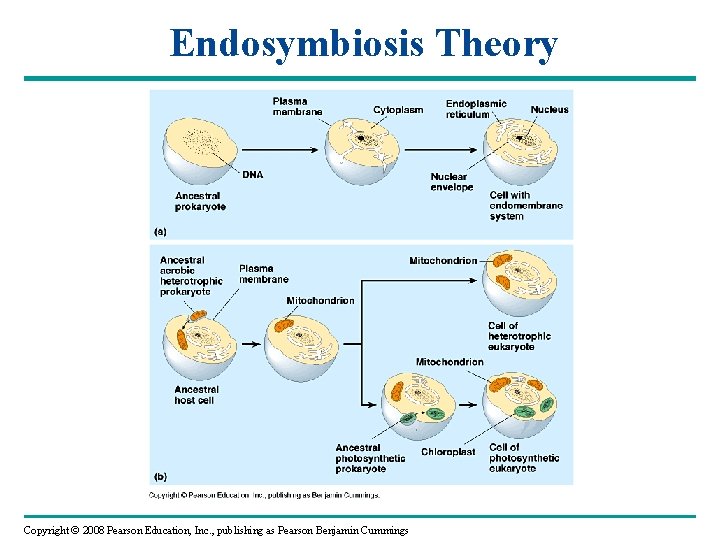 Endosymbiosis Theory Copyright © 2008 Pearson Education, Inc. , publishing as Pearson Benjamin Cummings