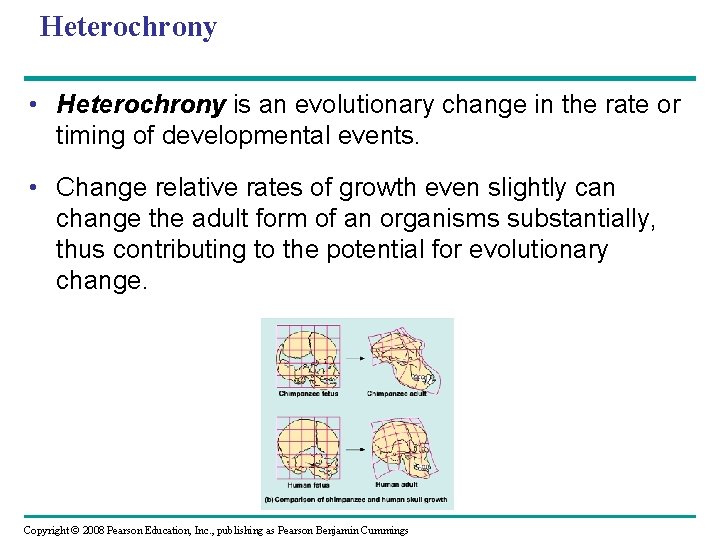 Heterochrony • Heterochrony is an evolutionary change in the rate or timing of developmental