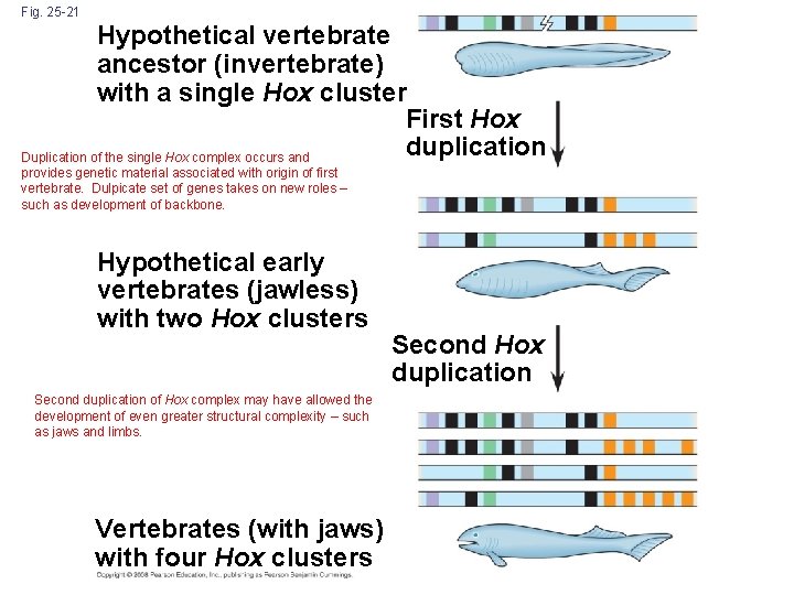 Fig. 25 -21 Hypothetical vertebrate ancestor (invertebrate) with a single Hox cluster First Hox
