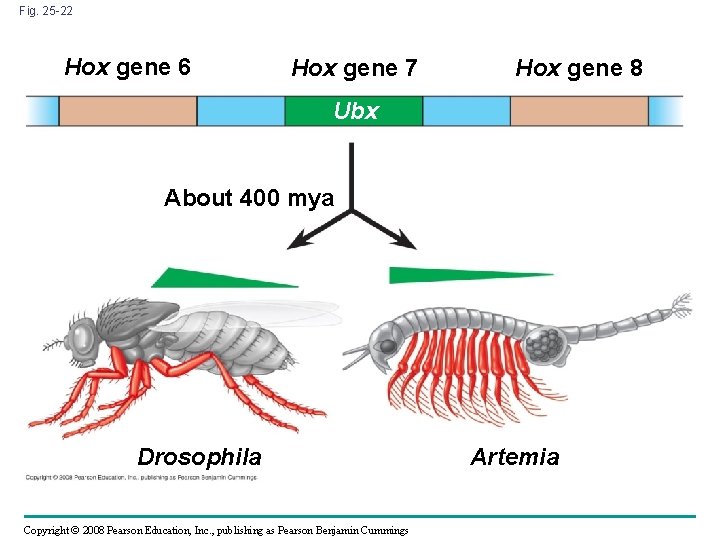 Fig. 25 -22 Hox gene 6 Hox gene 7 Hox gene 8 Ubx About