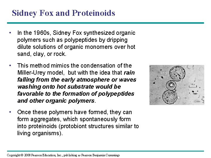 Sidney Fox and Proteinoids • In the 1960 s, Sidney Fox synthesized organic polymers