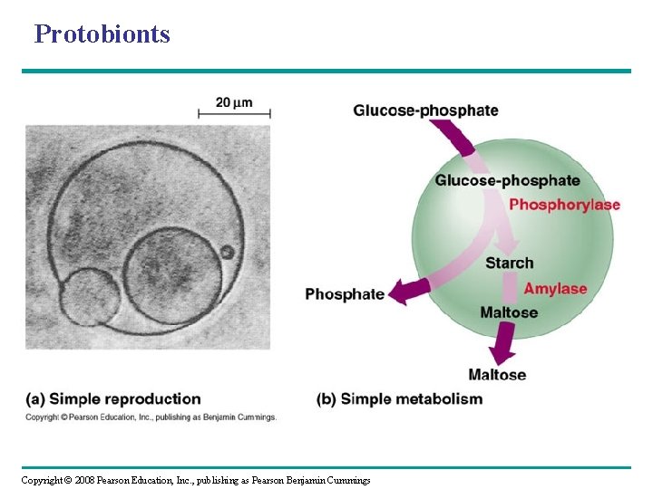 Protobionts Copyright © 2008 Pearson Education, Inc. , publishing as Pearson Benjamin Cummings 