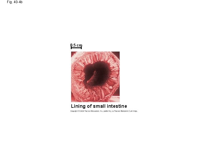 Fig. 40 -4 b 0. 5 cm Lining of small intestine 
