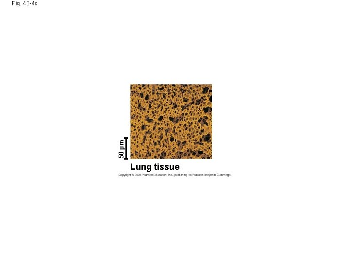 50 µm Fig. 40 -4 c Lung tissue 