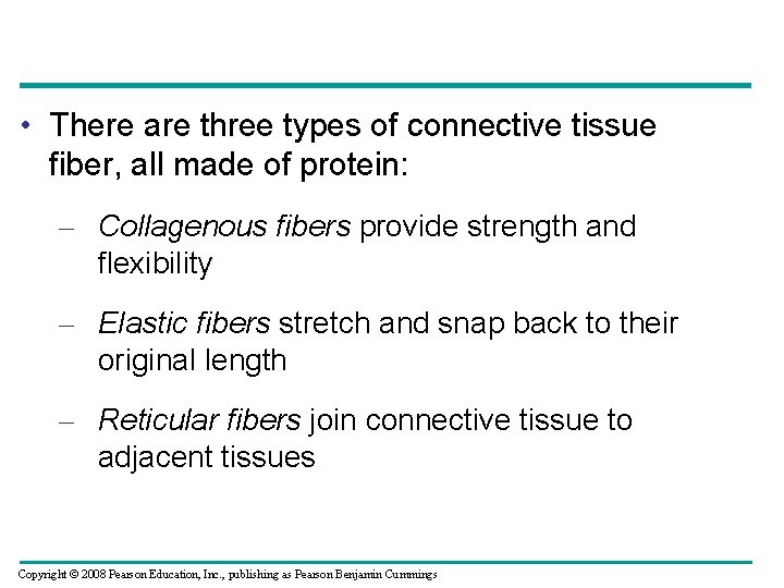  • There are three types of connective tissue fiber, all made of protein: