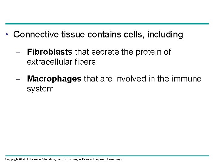  • Connective tissue contains cells, including – Fibroblasts that secrete the protein of