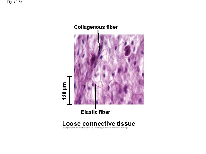 Fig. 40 -5 d 120 µm Collagenous fiber Elastic fiber Loose connective tissue 