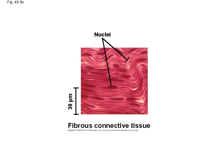 Fig. 40 -5 e 30 µm Nuclei Fibrous connective tissue 