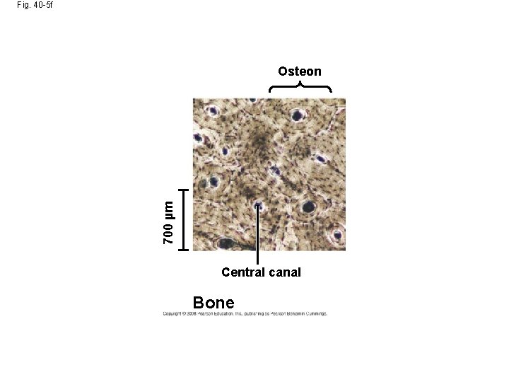 Fig. 40 -5 f 700 µm Osteon Central canal Bone 