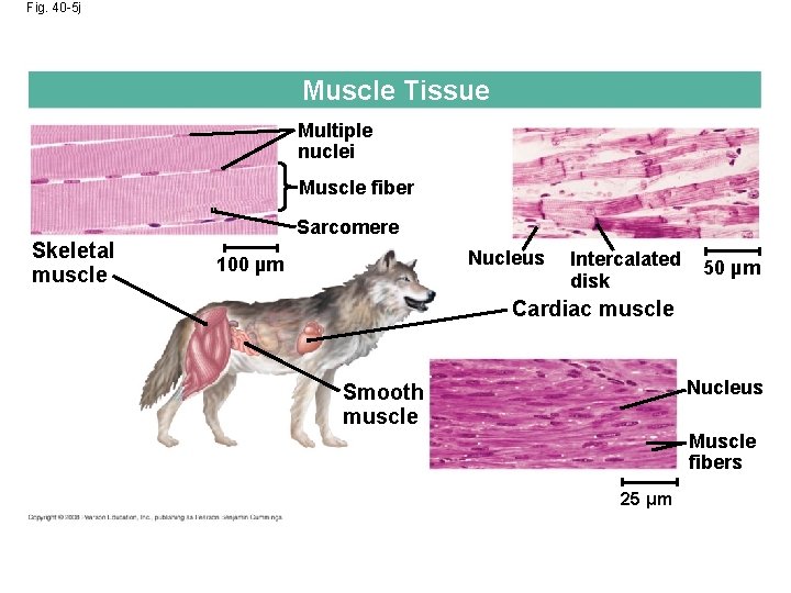 Fig. 40 -5 j Muscle Tissue Multiple nuclei Muscle fiber Sarcomere Skeletal muscle Nucleus
