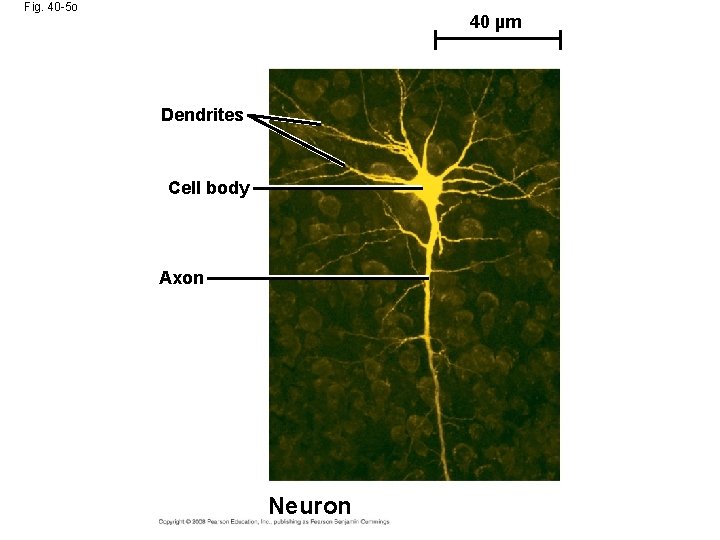 Fig. 40 -5 o 40 µm Dendrites Cell body Axon Neuron 
