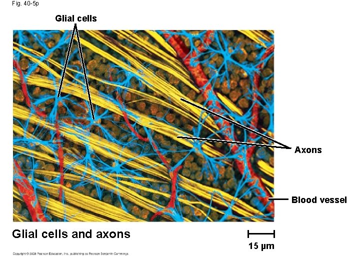 Fig. 40 -5 p Glial cells Axons Blood vessel Glial cells and axons 15