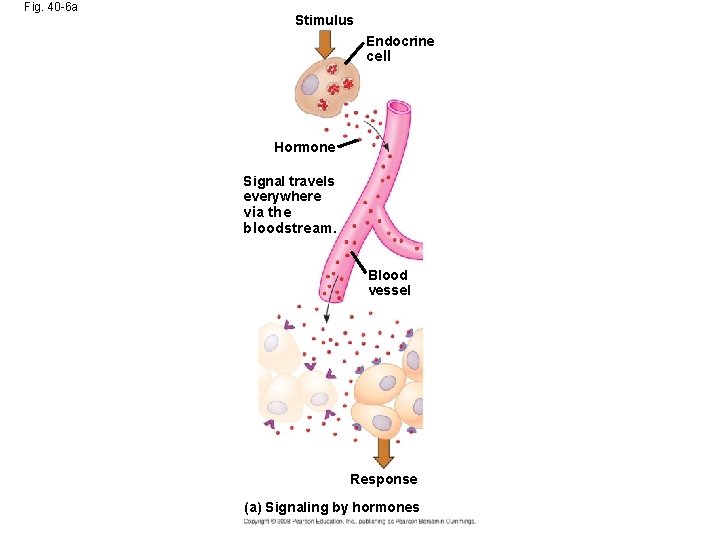 Fig. 40 -6 a Stimulus Endocrine cell Hormone Signal travels everywhere via the bloodstream.