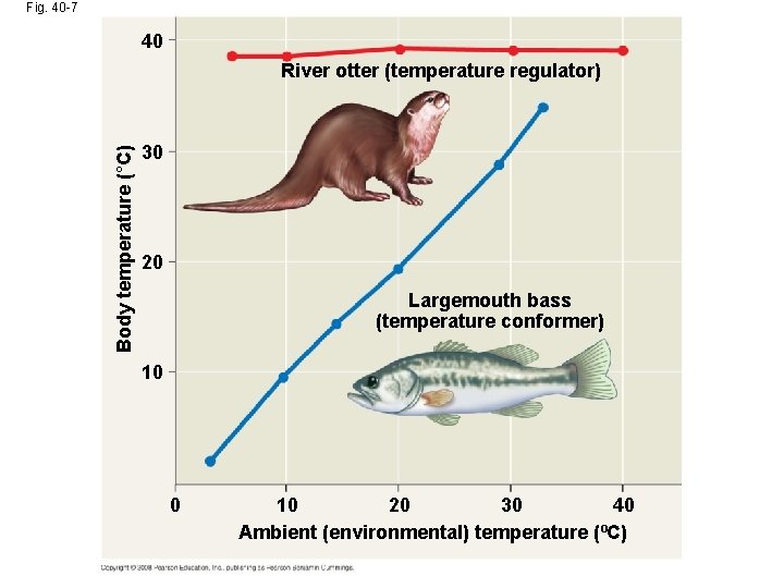 Fig. 40 -7 40 Body temperature (°C) River otter (temperature regulator) 30 20 Largemouth