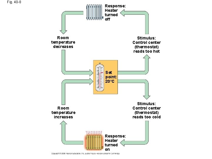 Fig. 40 -8 Response: Heater turned off Room temperature decreases Stimulus: Control center (thermostat)