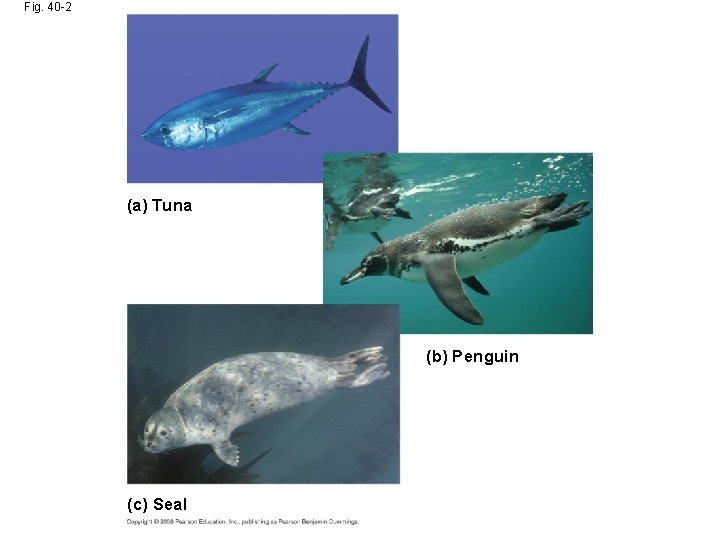 Fig. 40 -2 (a) Tuna (b) Penguin (c) Seal 