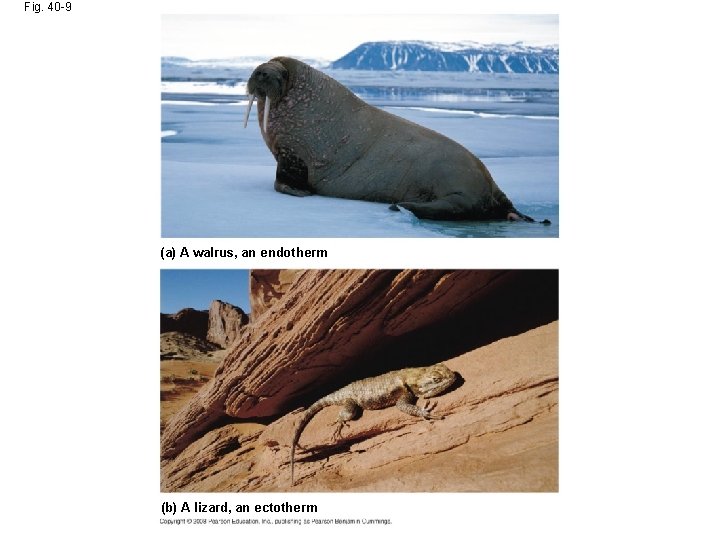 Fig. 40 -9 (a) A walrus, an endotherm (b) A lizard, an ectotherm 