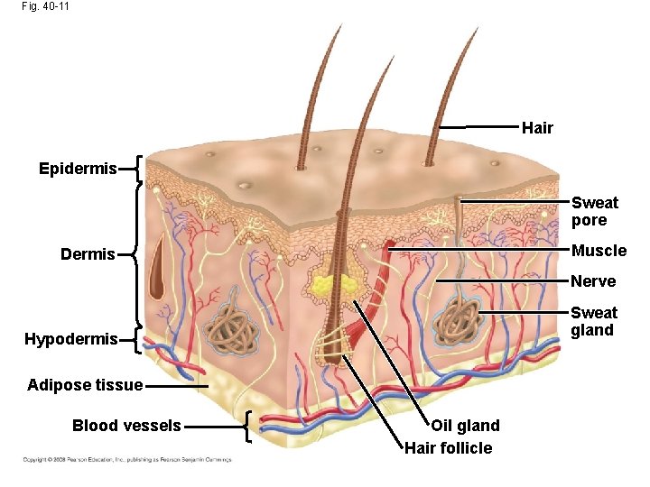 Fig. 40 -11 Hair Epidermis Sweat pore Muscle Dermis Nerve Sweat gland Hypodermis Adipose