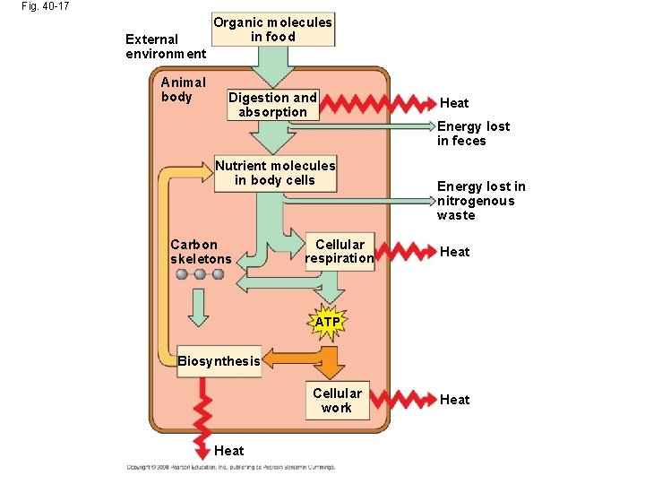 Fig. 40 -17 External environment Animal body Organic molecules in food Digestion and absorption