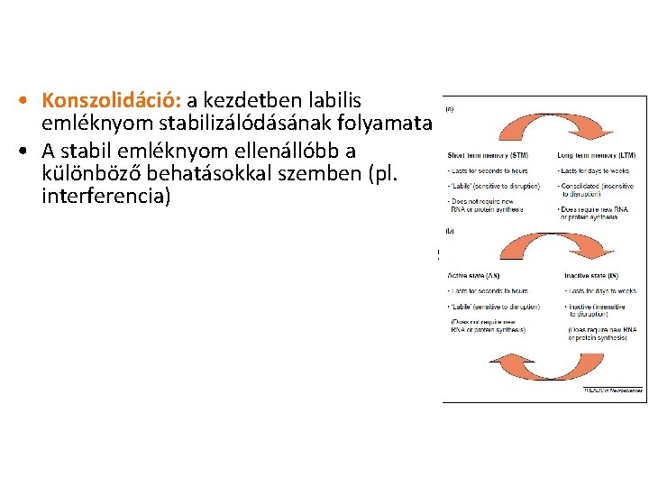  • Konszolidáció: a kezdetben labilis emléknyom stabilizálódásának folyamata • A stabil emléknyom ellenállóbb