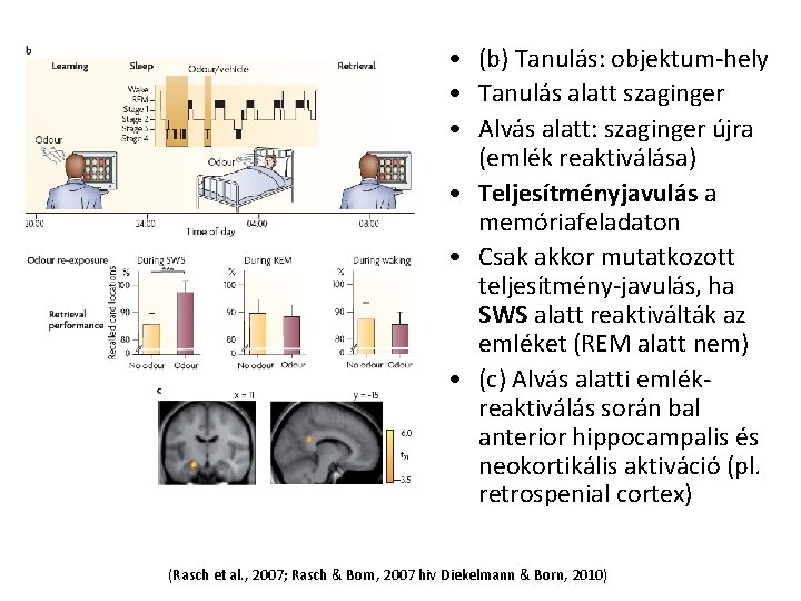  • (b) Tanulás: objektum-hely • Tanulás alatt szaginger • Alvás alatt: szaginger újra