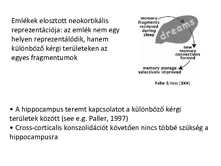 Emlékek elosztott neokortikális reprezentációja: az emlék nem egy helyen reprezentálódik, hanem különböző kérgi területeken