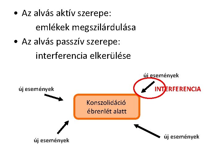  • Az alvás aktív szerepe: emlékek megszilárdulása • Az alvás passzív szerepe: interferencia