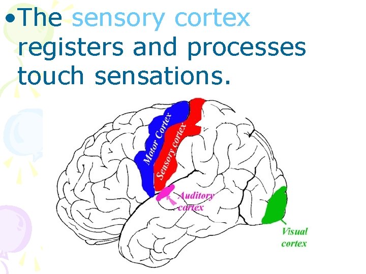  • The sensory cortex registers and processes touch sensations. 