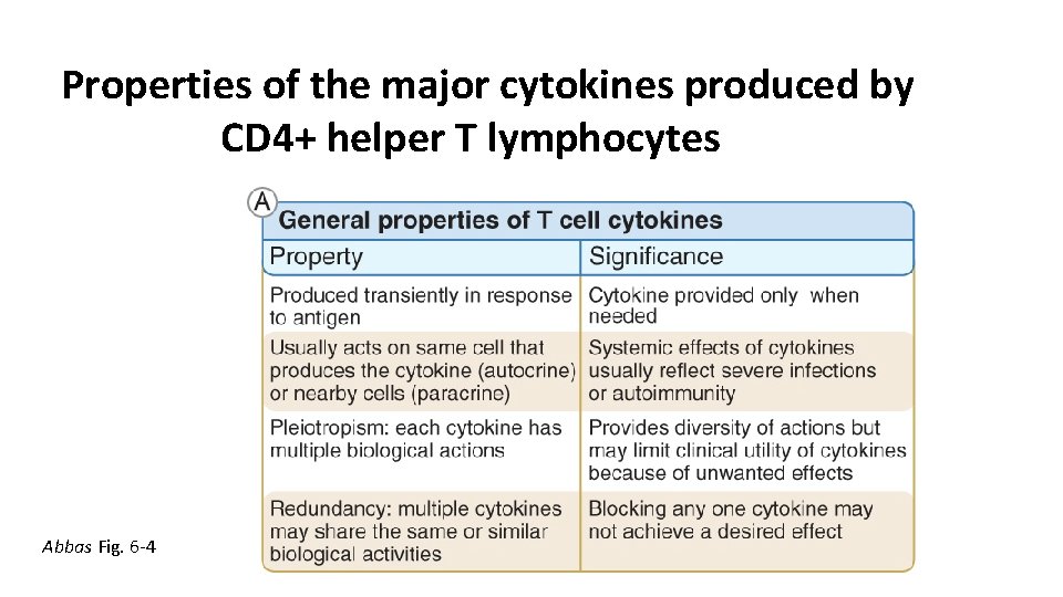 Properties of the major cytokines produced by CD 4+ helper T lymphocytes Abbas Fig.