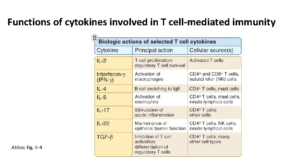 Functions of cytokines involved in T cell-mediated immunity Abbas Fig. 6 -4 