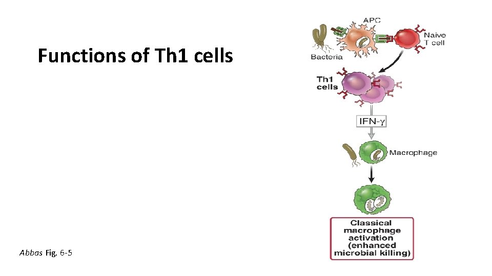 Functions of Th 1 cells Abbas Fig. 6 -5 