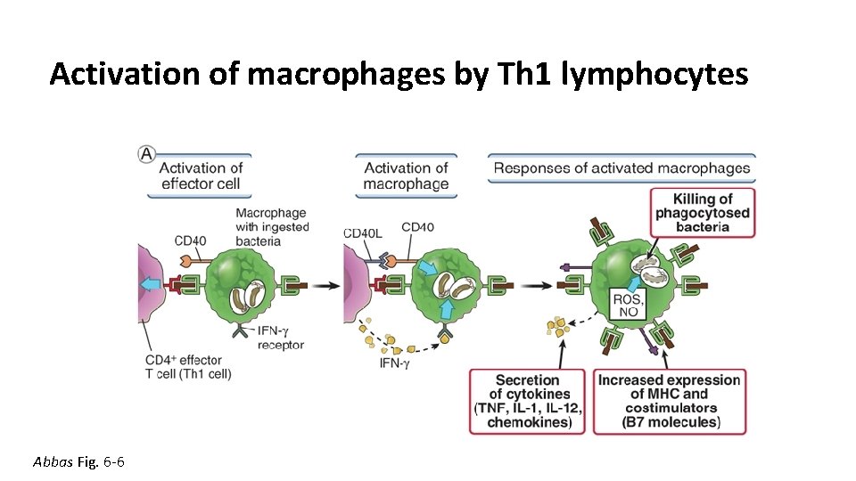 Activation of macrophages by Th 1 lymphocytes Abbas Fig. 6 -6 