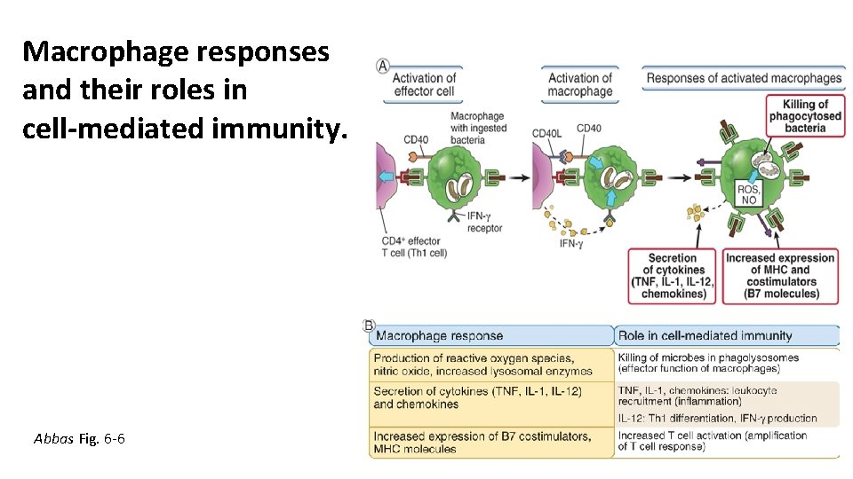 Macrophage responses and their roles in cell-mediated immunity. Abbas Fig. 6 -6 