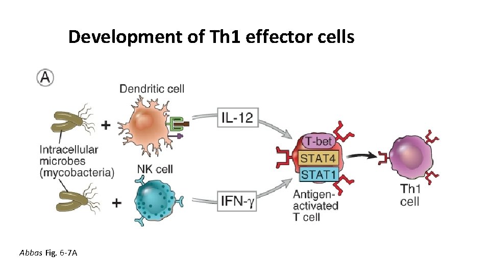 Development of Th 1 effector cells Abbas Fig. 6 -7 A 