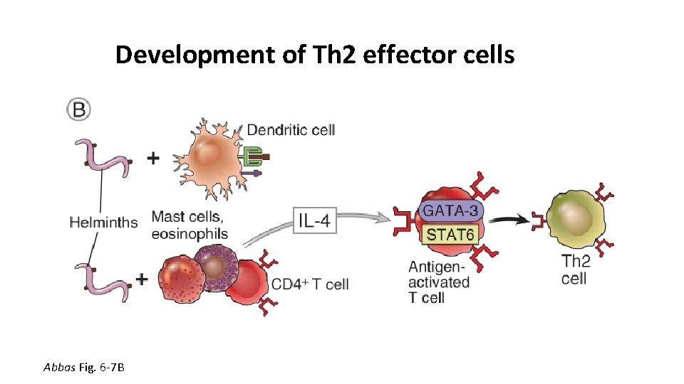 Development of Th 2 effector cells Abbas Fig. 6 -7 B 