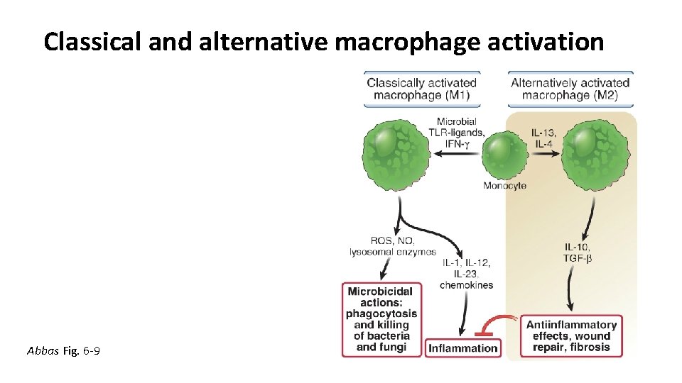 Classical and alternative macrophage activation Abbas Fig. 6 -9 