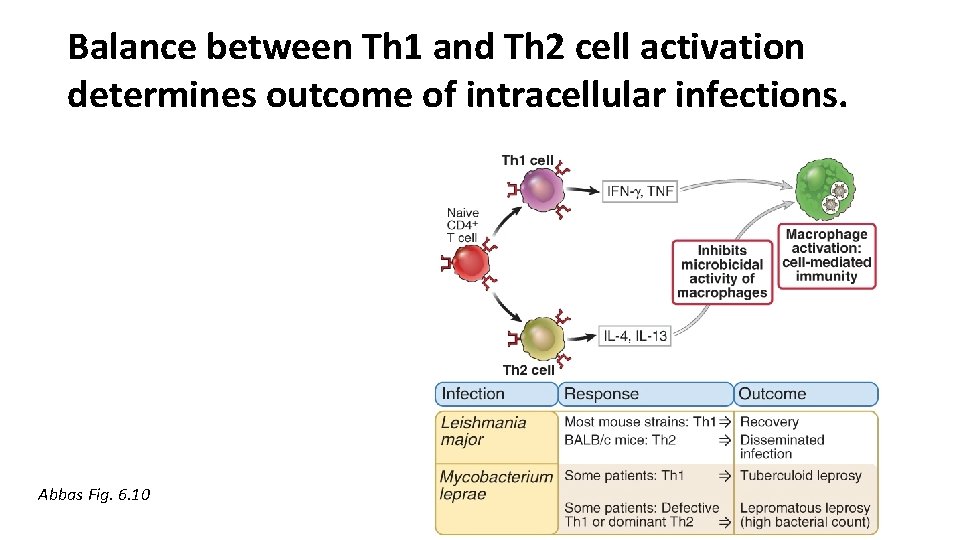 Balance between Th 1 and Th 2 cell activation determines outcome of intracellular infections.