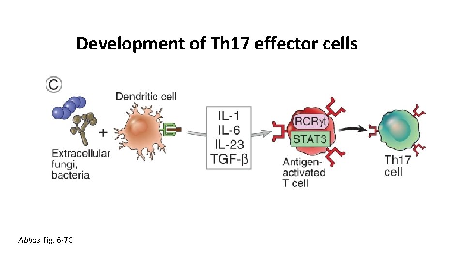 Development of Th 17 effector cells Abbas Fig. 6 -7 C 