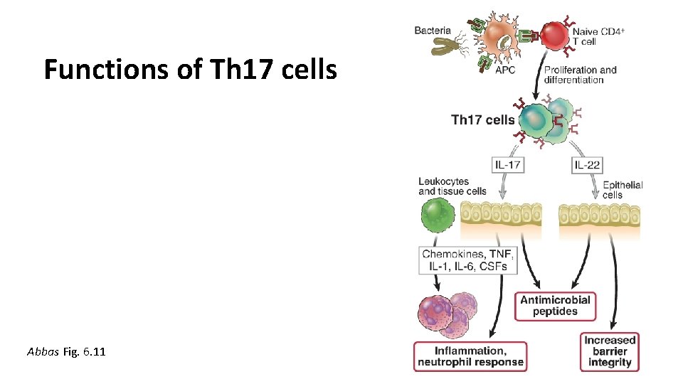 Functions of Th 17 cells Abbas Fig. 6. 11 