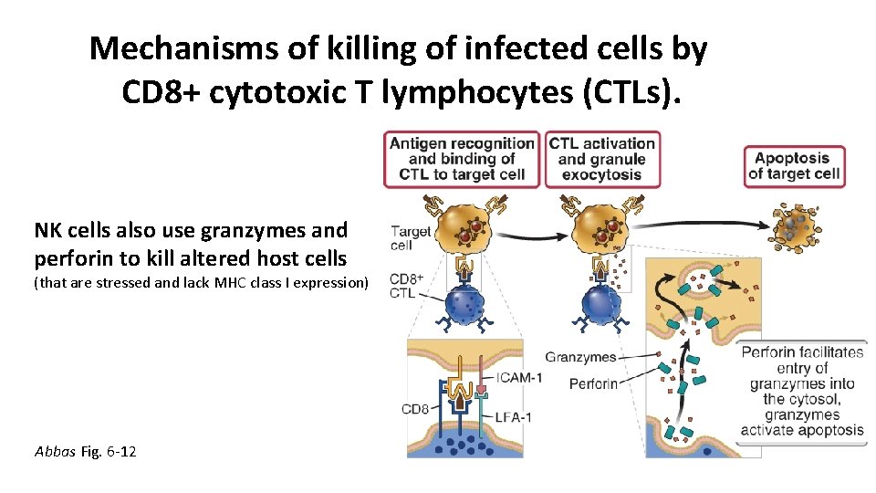 Mechanisms of killing of infected cells by CD 8+ cytotoxic T lymphocytes (CTLs). NK