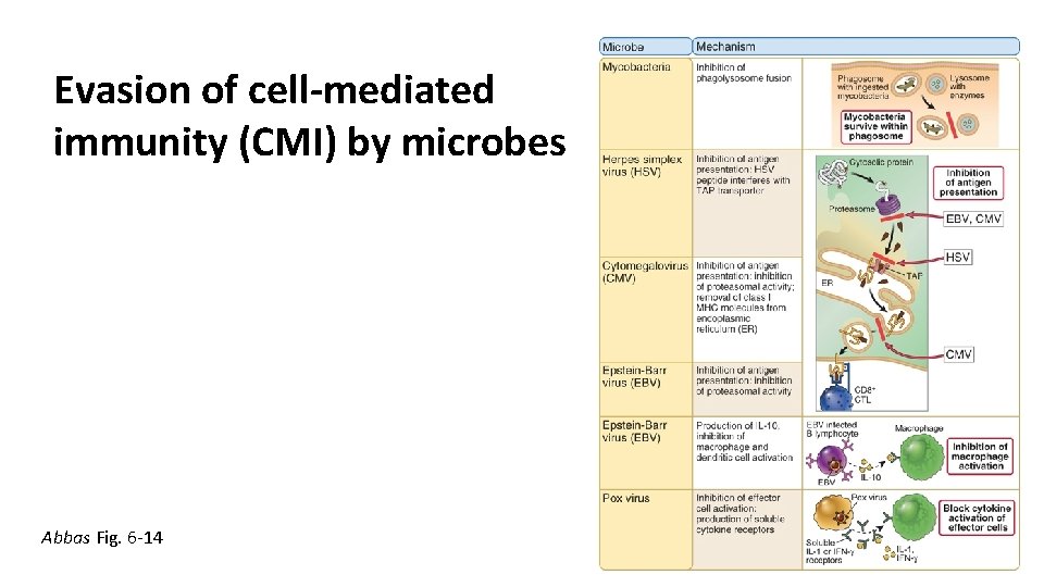 Evasion of cell-mediated immunity (CMI) by microbes Abbas Fig. 6 -14 